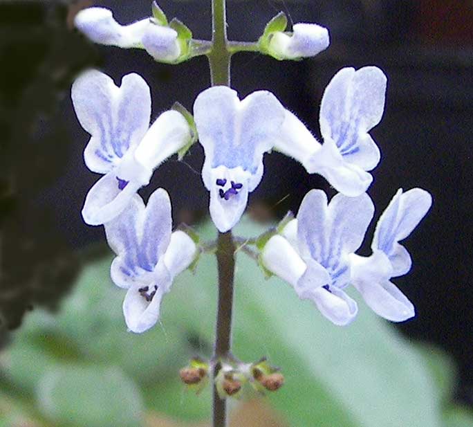 plectranthusernestii.jpg