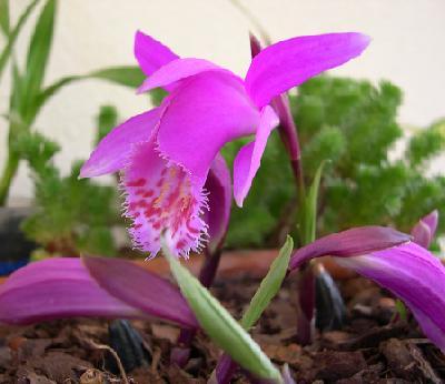 Pleione.JPG