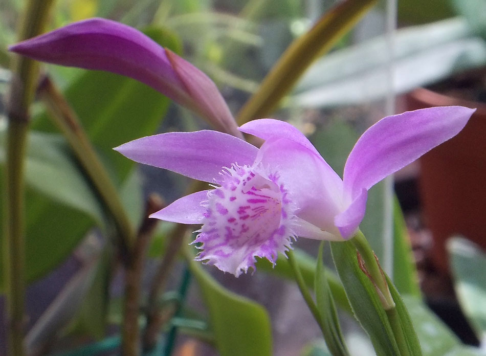 Pleione1.jpg