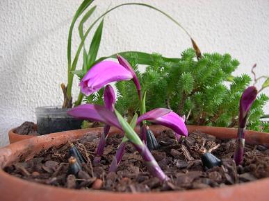 Pleiones.JPG
