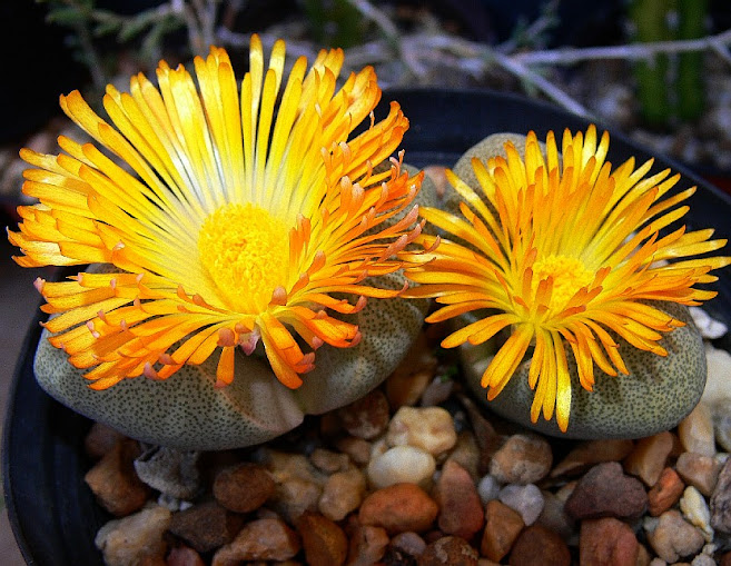 Pleiospilos%2Bbolusii%2BGM102.jpg