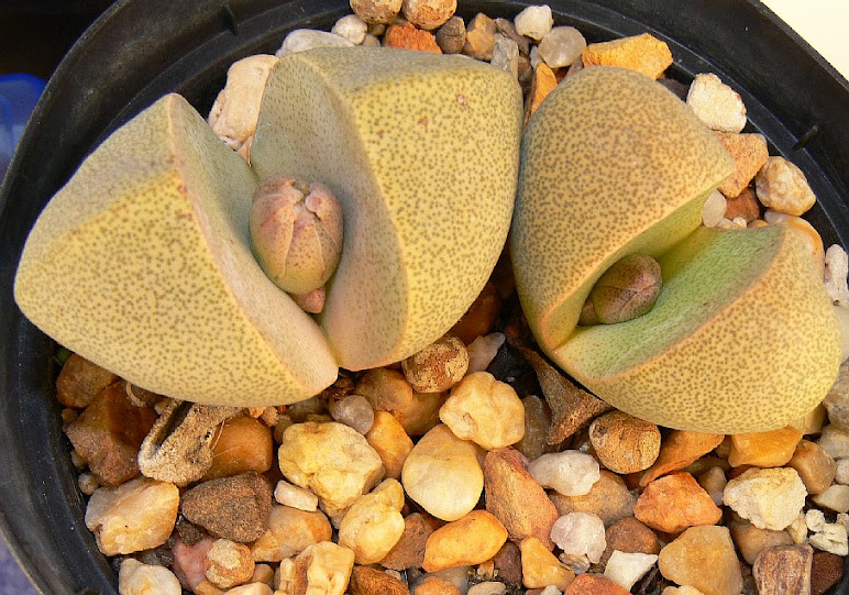 Pleiospilos%2Bbolusii.jpg