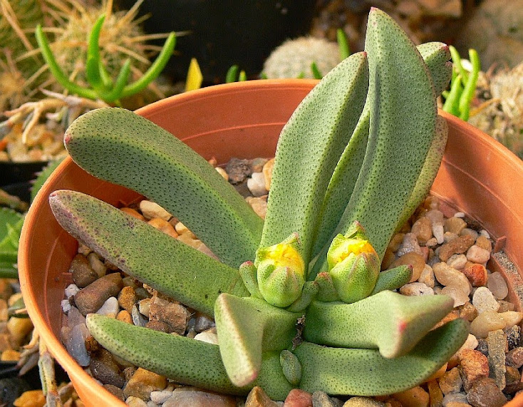 Pleiospilos%2Bcompactus%2Bcanus.jpg