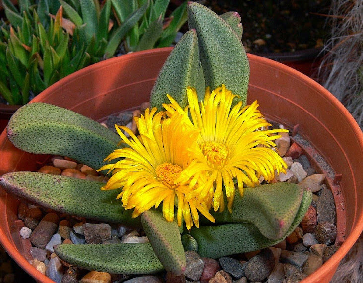 Pleiospilos%2Bcompactus%2Bcanus1.jpg