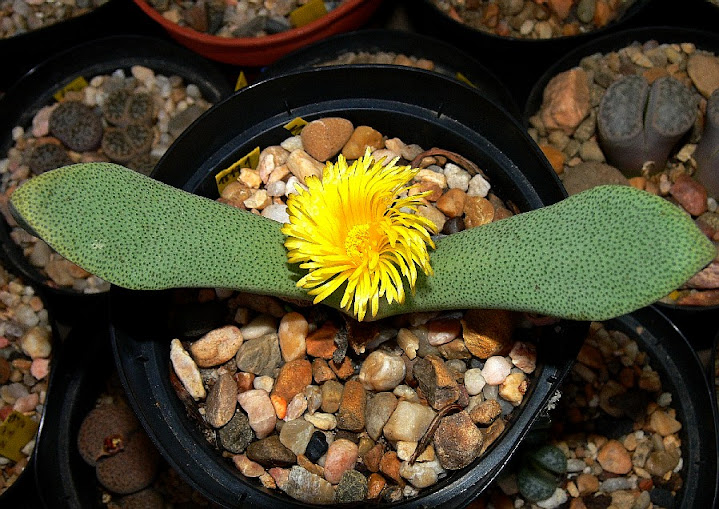 Pleiospilos%2Bcompactus%2Bsororius.jpg