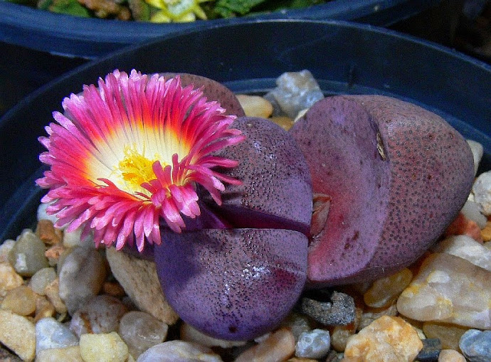 Pleiospilos%2Bnellii%2B%27Royal%2Bflush%27.jpg