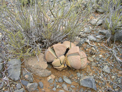 Pleiospilos-bolusii-01.jpg