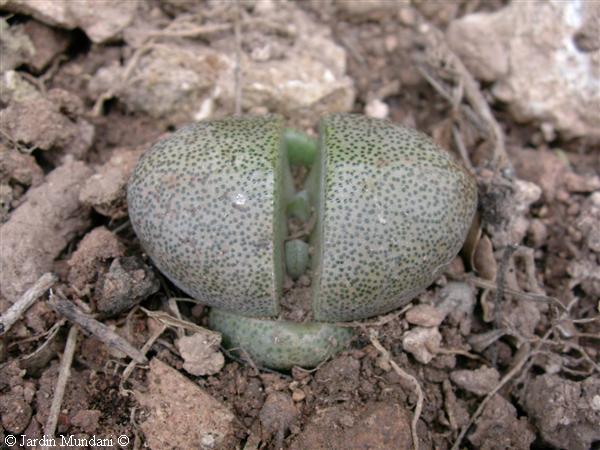 pleiospilos1.jpg