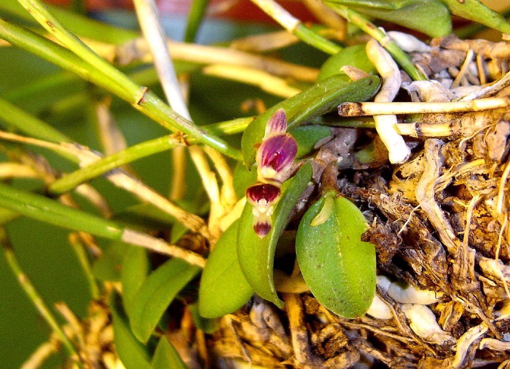 Pleurothallis%20recurva.jpg