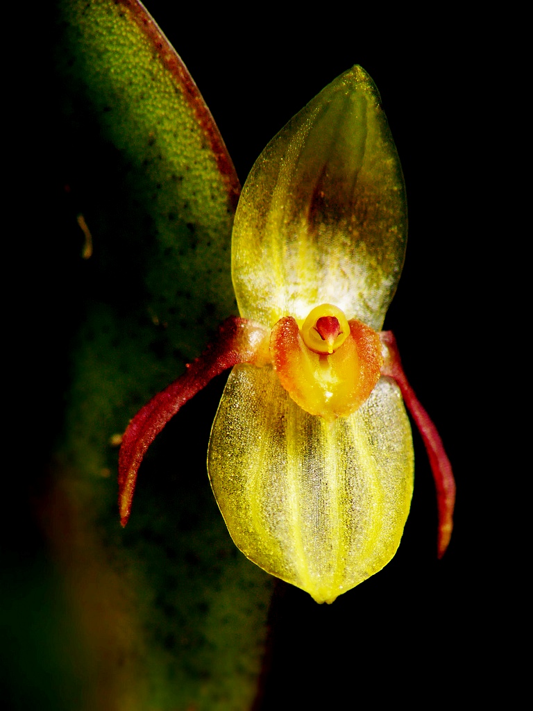 Pleurothallis+sanchoi.jpg