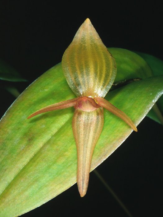 pleurothallisgrandiflora1_312.jpg