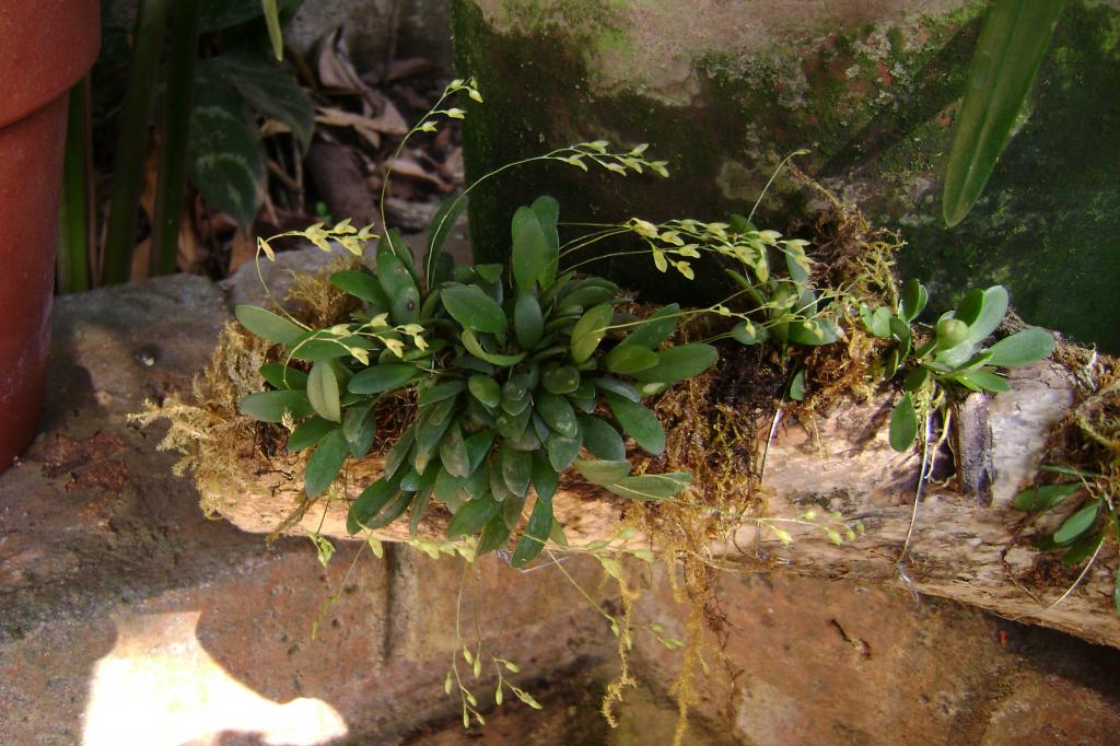 Pleurothallisgrobyi12_zpse2866615.jpg