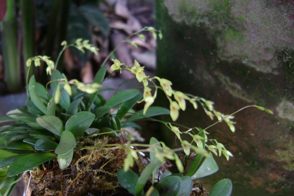 Pleurothallisgrobyi17_zpse21b9486.jpg