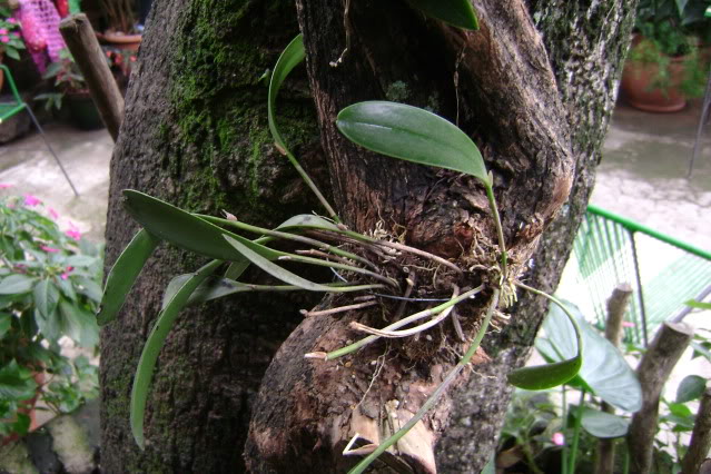 Pleurothallisquadrifida.jpg