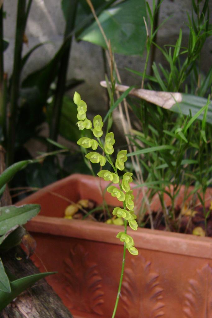 Pleurothallisquadrifida5_zpscc9a5870.jpg