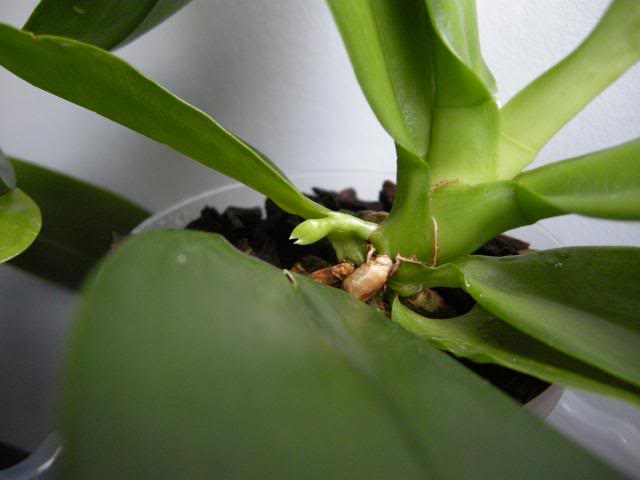 Plueddemanniana002_zpseacda0cf.jpg