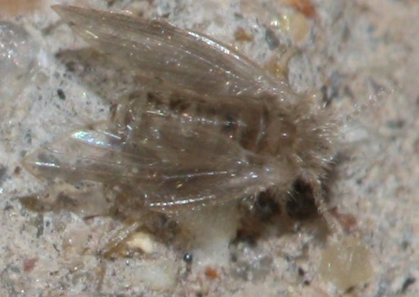 pluma1.jpg