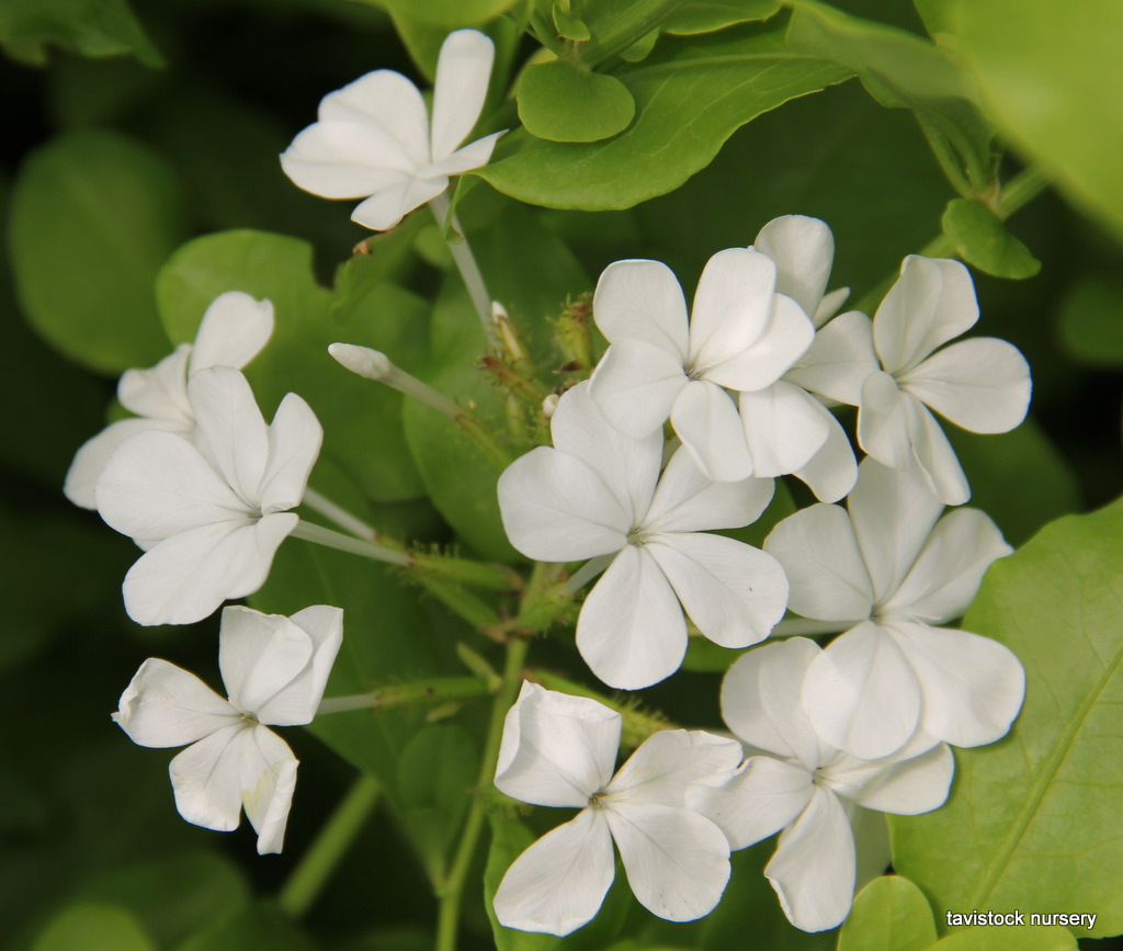 plumbago%20alba.JPG