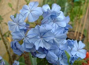 PLUMBAGO%20CAPENSIS%20OUTREMER.JPG