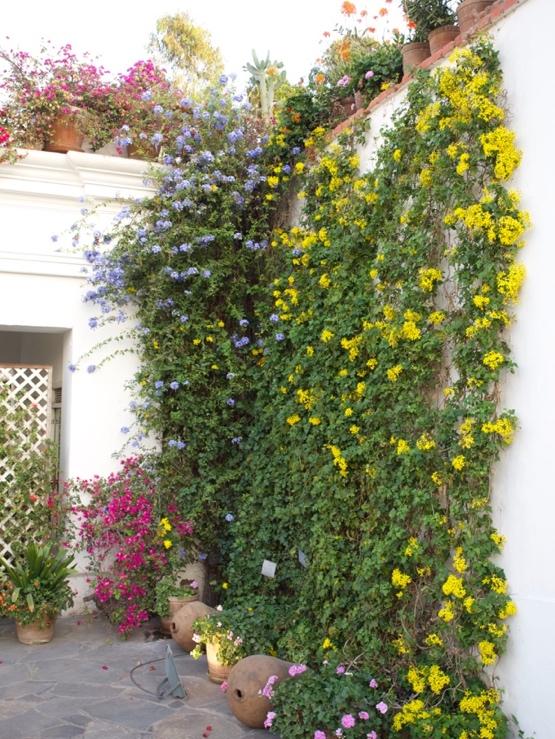 Plumbago-auriculata-and-Senecio-angulatus-Cape-Ivy.jpg