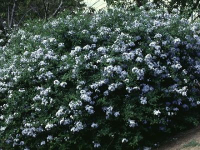 plumbago.jpg