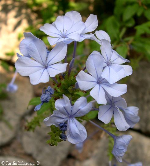 plumbago.jpg