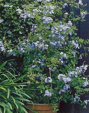 Plumbago.jpg