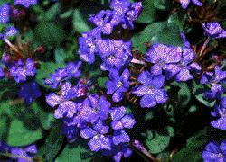 plumbago.jpg
