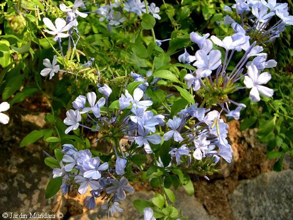 plumbago1.jpg