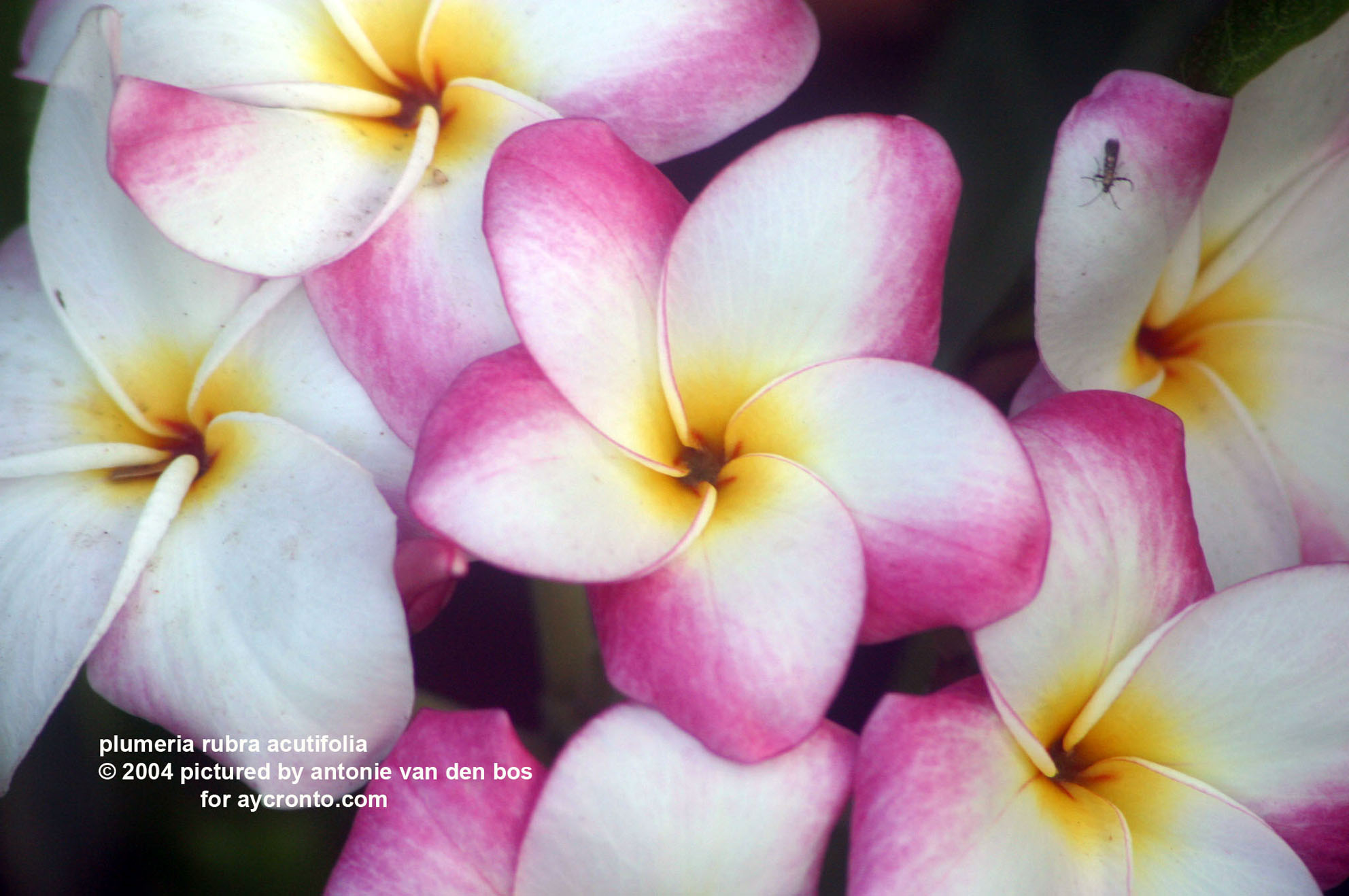 plumeria%20rubra%20acutifolia%2003%20acuminata.jpg
