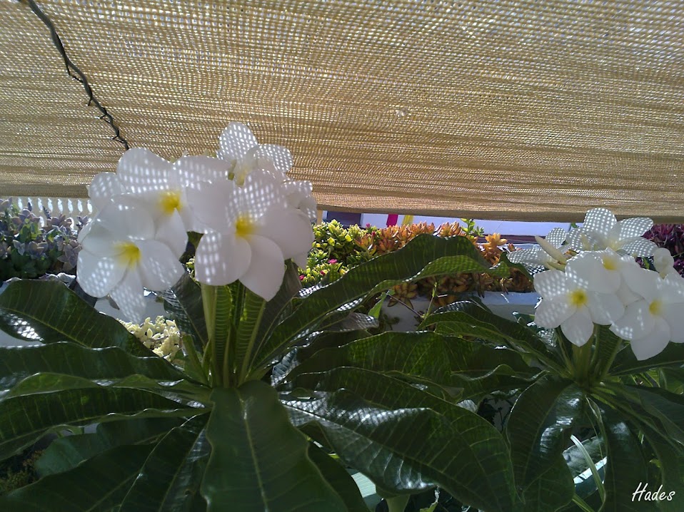 plumeria%2Balba.jpg