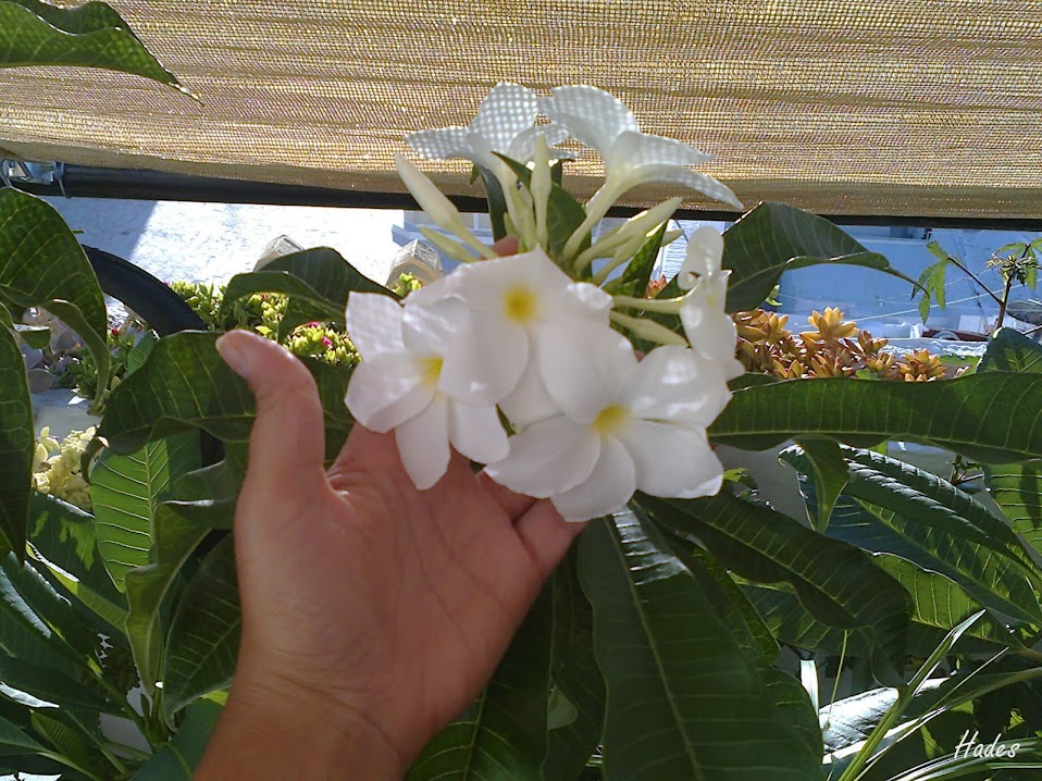 plumeria%2Balba2.jpg