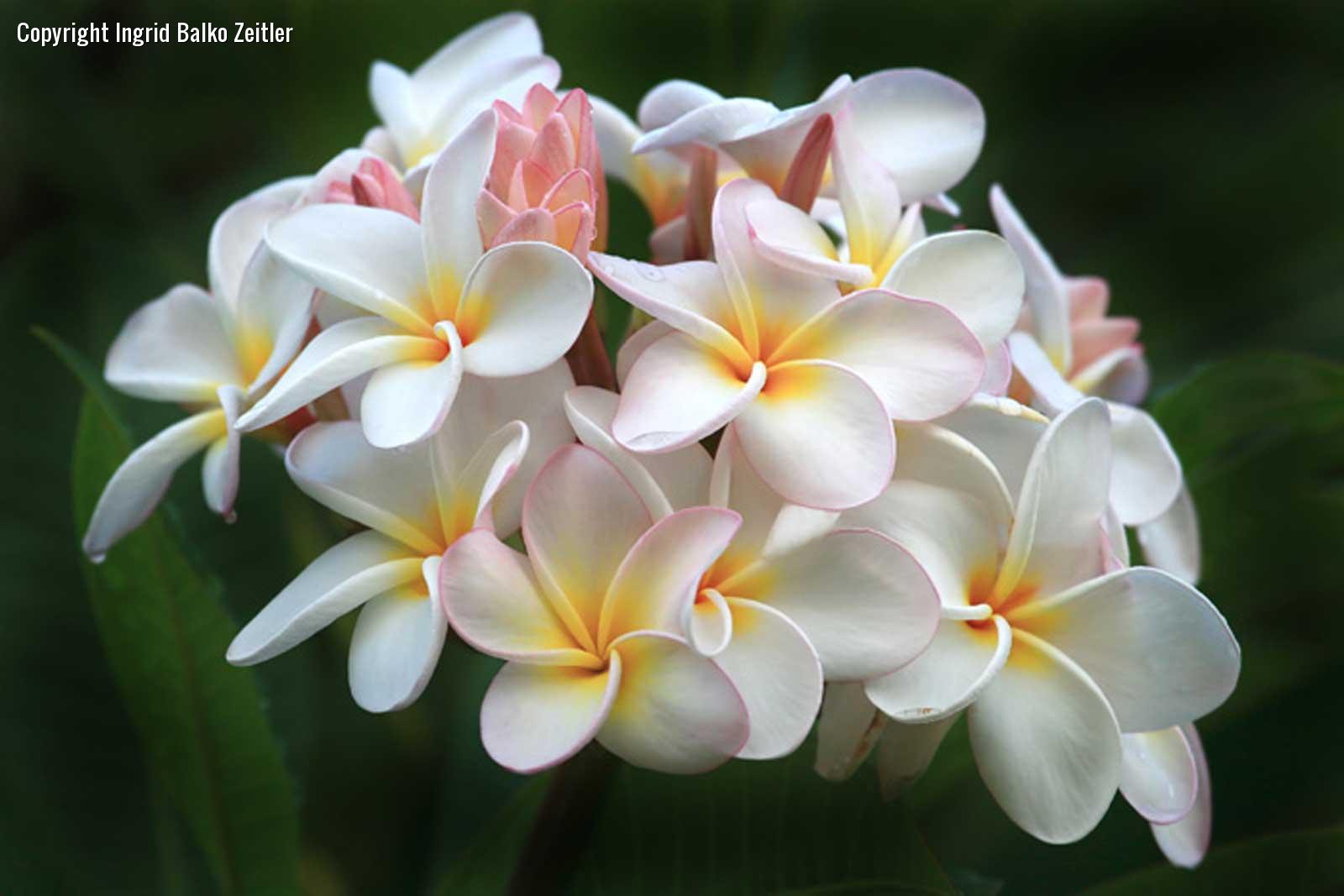 plumeria-bunch-wm.jpg