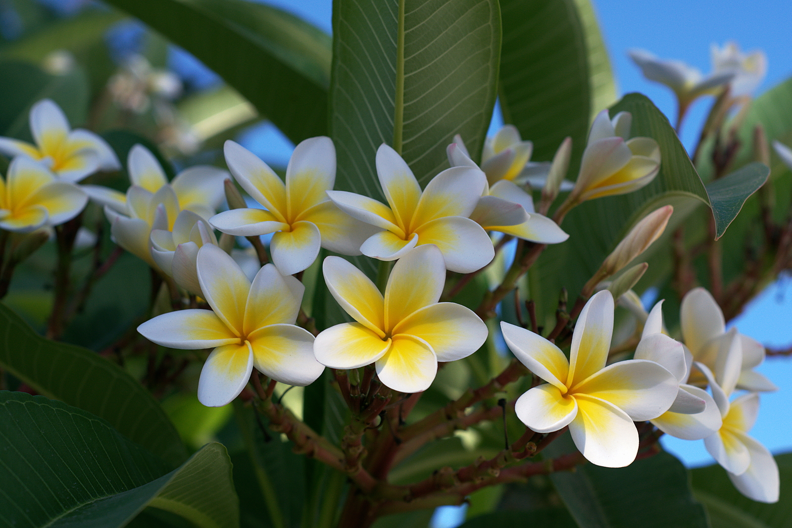 Plumeria.jpe