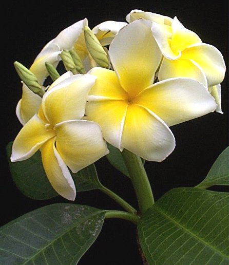 plumeria.jpg