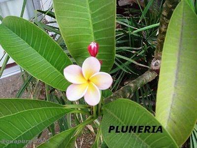 Plumeria.jpg