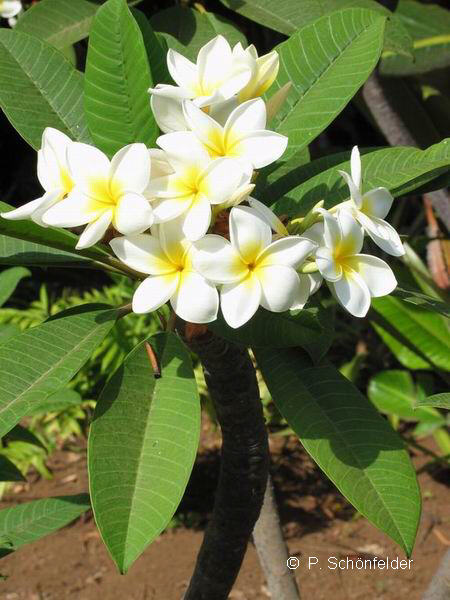 Plumeria_alba.jpg