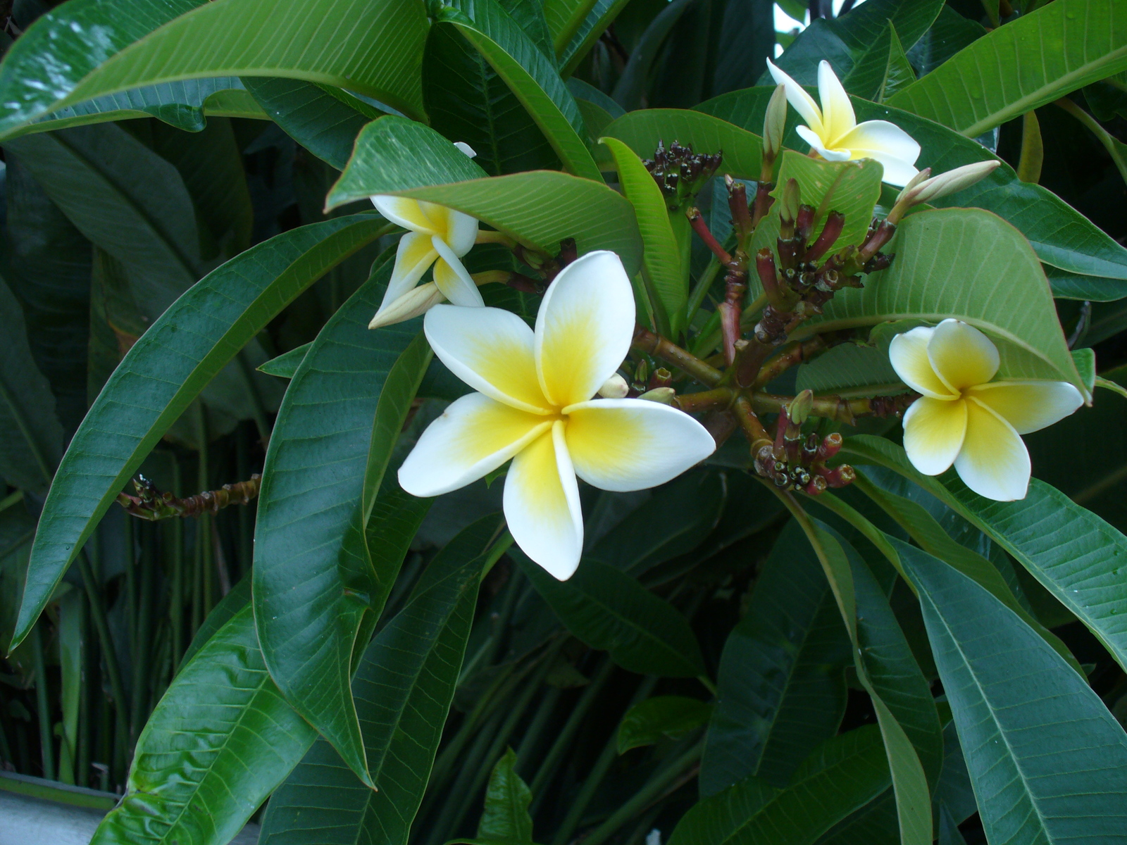 Plumeria_alba.JPG