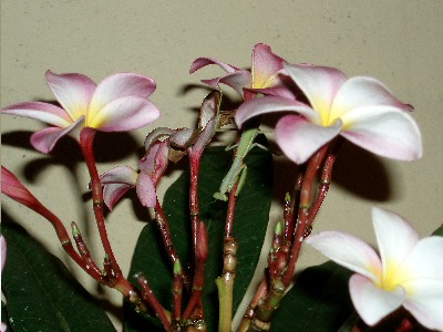 plumeria_ramo_floral.JPG