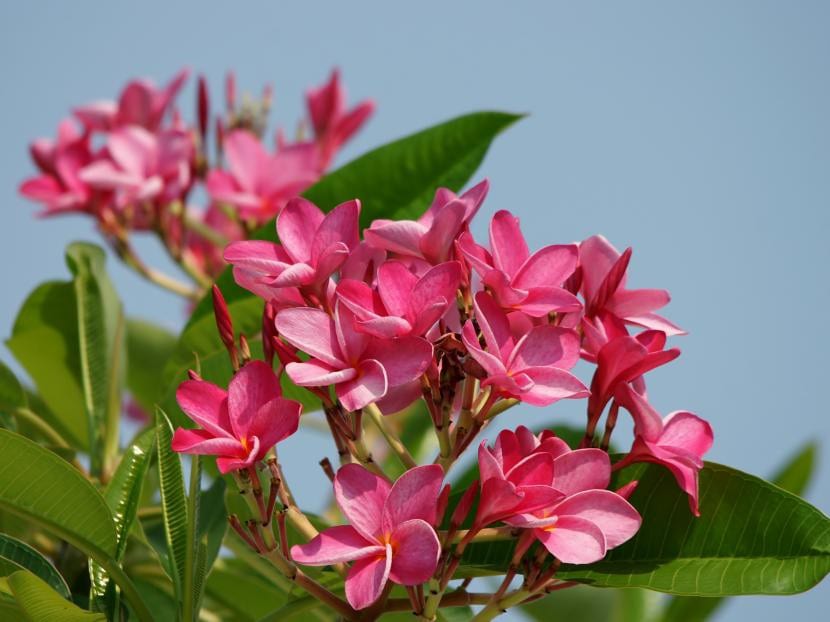 Plumeria_rubra_flores_rosas-830x622.jpg