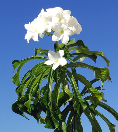 Plumeriapudica-1.jpg