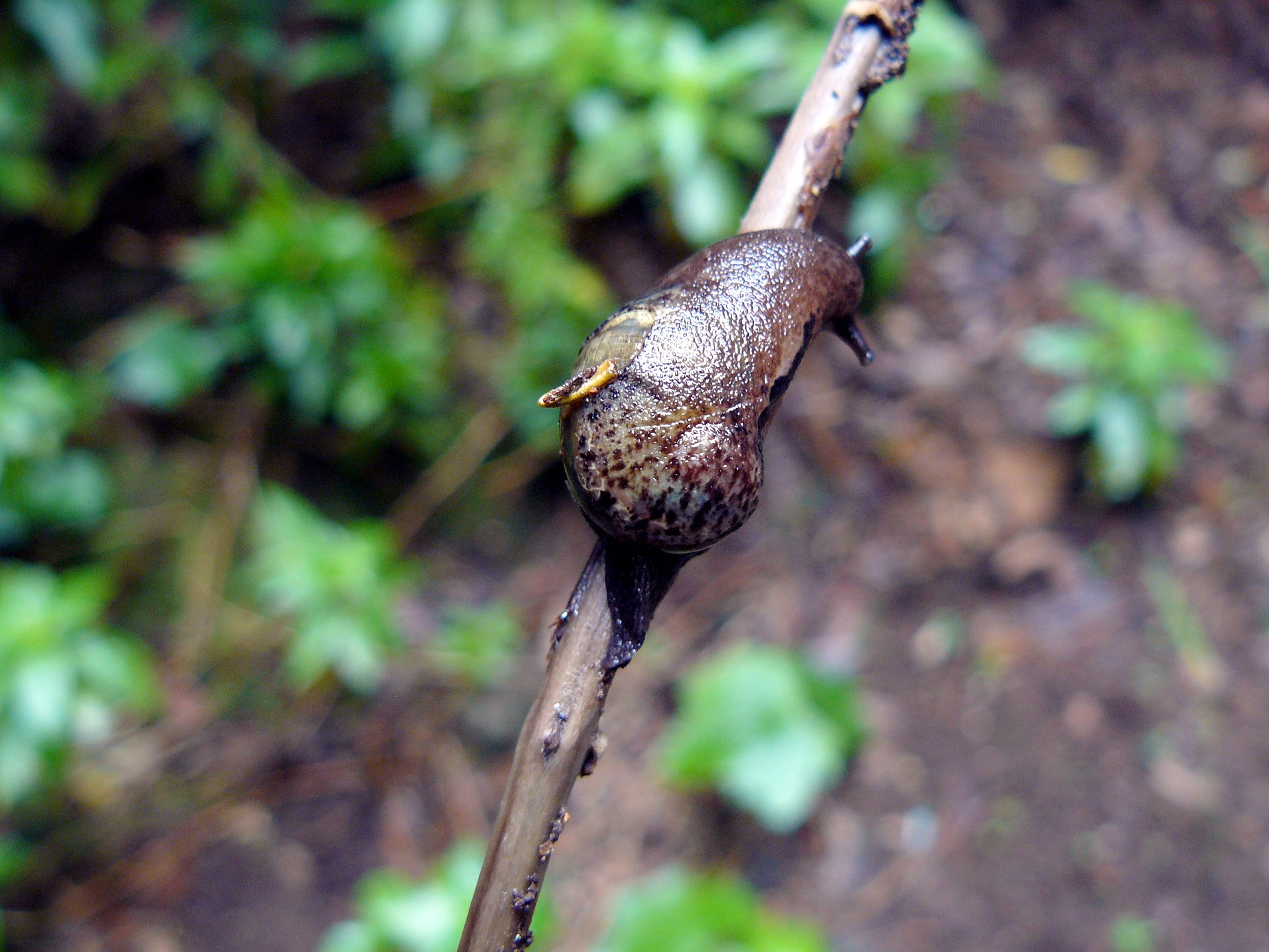 plutonialamarckii2xx5.jpg