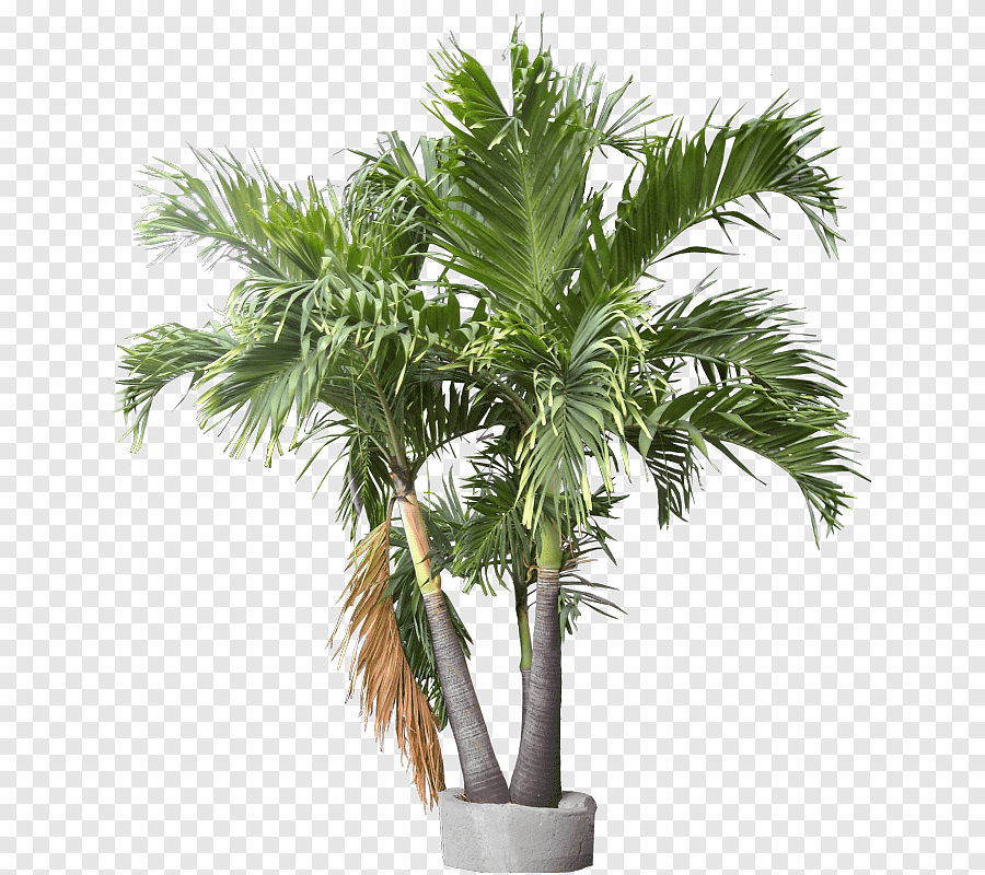 png-clipart-rhapis-excelsa-california-palm-adonidia-areca-palm-plant-plant-plant-stem-palm-tree.png