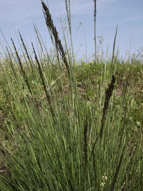 Poaceae.jpg