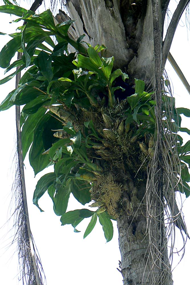 poblacion_callosum.jpg