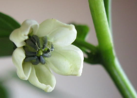 poblanoflower.jpg