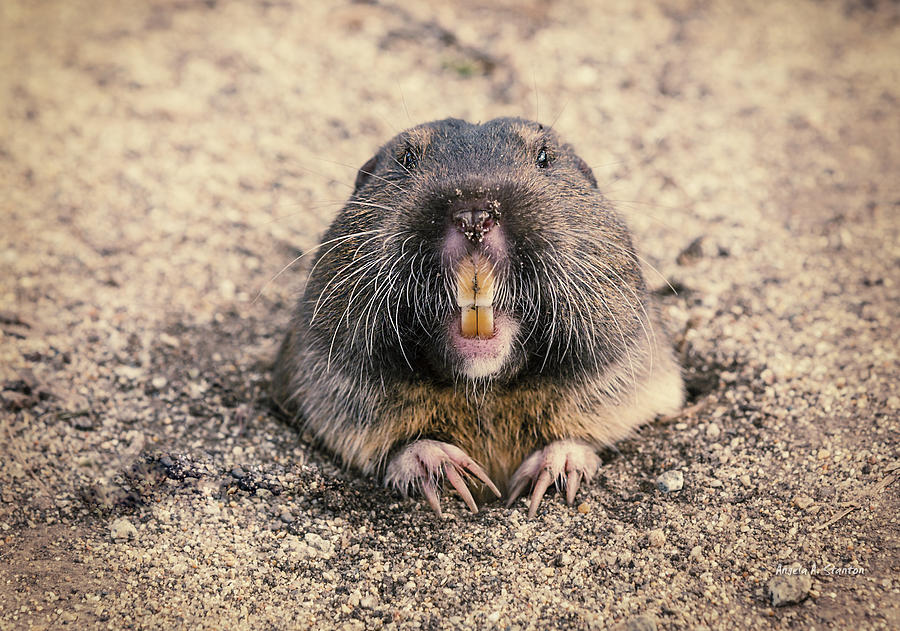 Pocket-Gopher-Tax.jpg