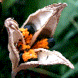 pod364.gif