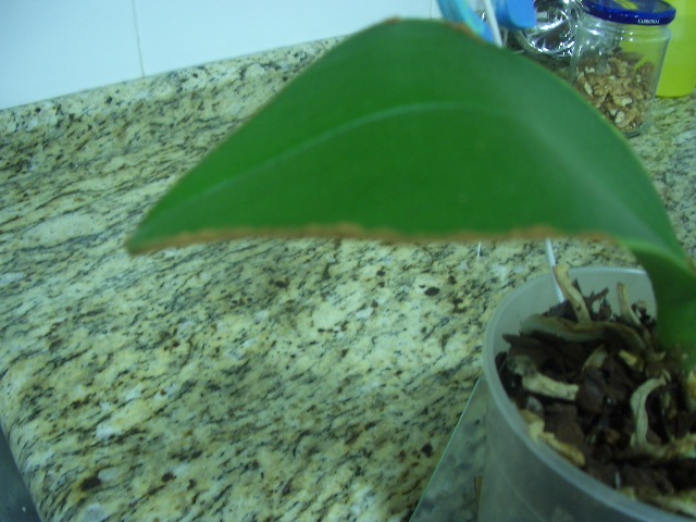 poda 3.jpg
