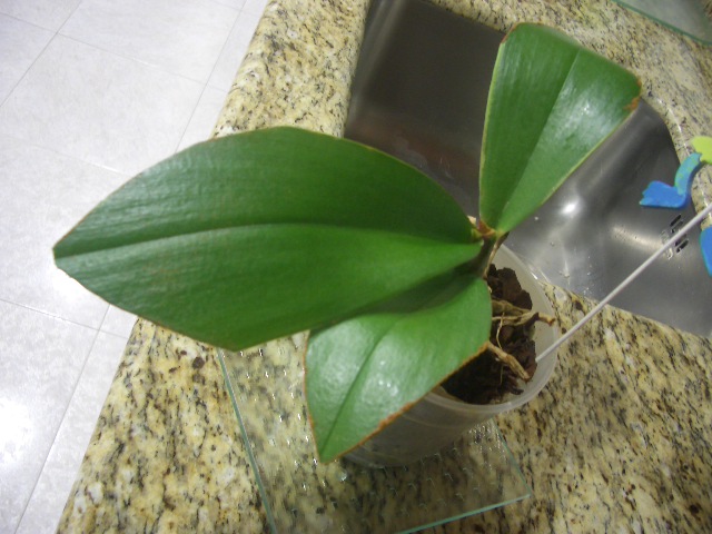 poda 4.jpg